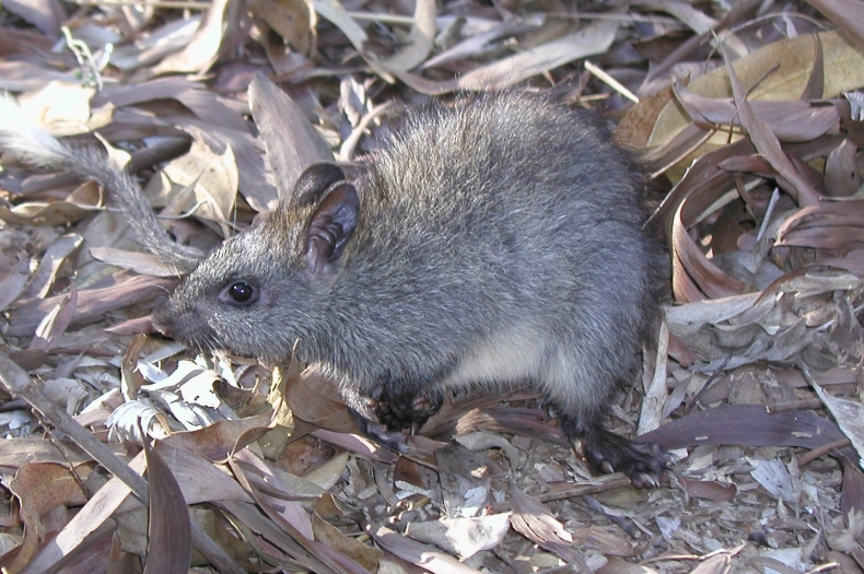 Black-footed Tree-rat (Mesembriomys gouldii)