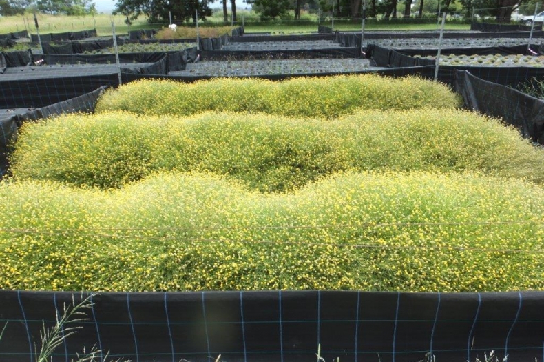 Burr Daisies flourishing in the seed production area.