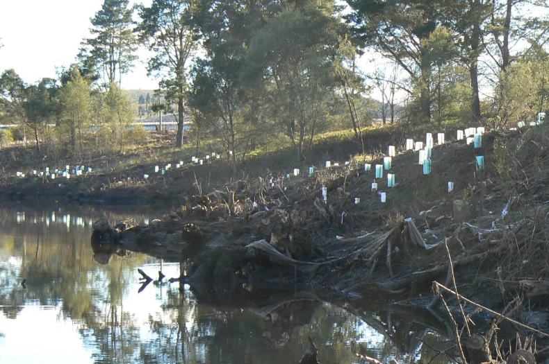 Molonglo River planting