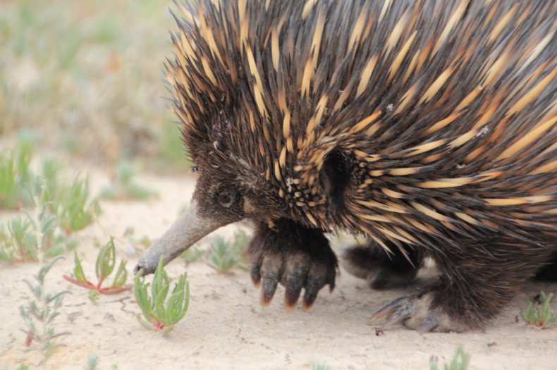 echidna