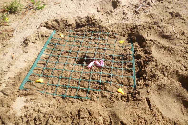 Turtle nest protected