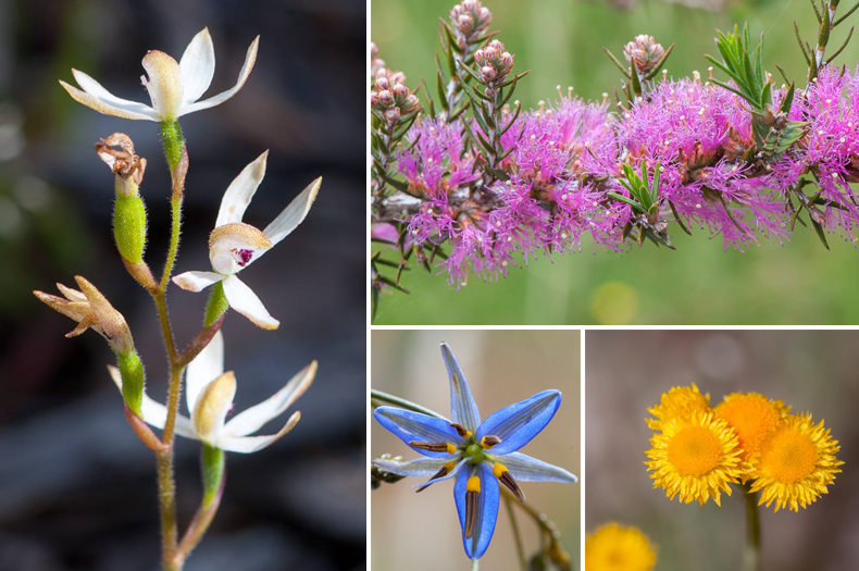 Wildflowers on the Bank Australia Conservation Reserve. From left to bottom right: Caladenia sp, Violet Honey-myrtle (Melaleuca wilsonii), Flax Lilly (Dianella revoluta) and Common everlasting (Chrysacephalum apiculatum)