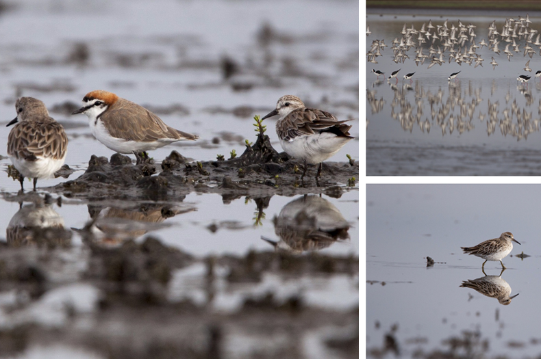 Red capped plovers, Red necked stints & sharp tailed sandpipers.