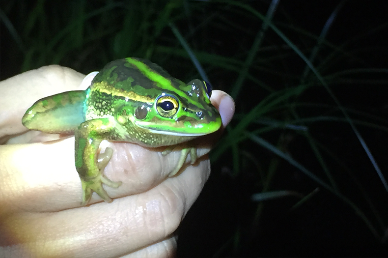 A nationally endangered Growling Grass Frog