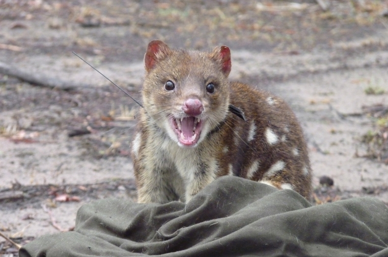 A Spotted-tailed Quoll that has been fitted with a GPS tracking collar so its movements across the landscape can be monitored.
