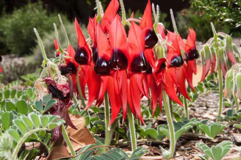 Pilbara native plants for gardens and landscapes Greening Australia Greening Australia