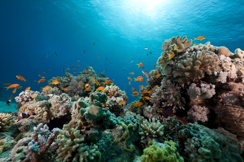 Image of coral and reef fish underwater