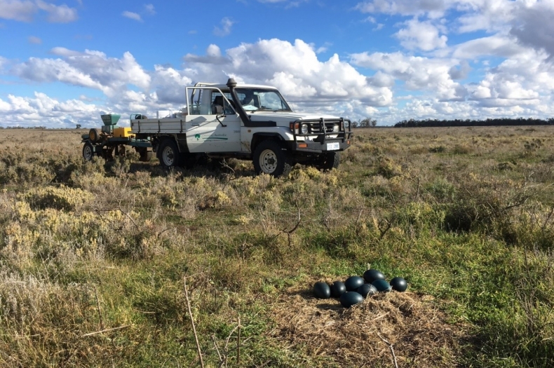 Always on the lookout, here is one of many emu nests found while direct seeding at Yanga NP (Photo: Graham Fifield, Greening Australia)