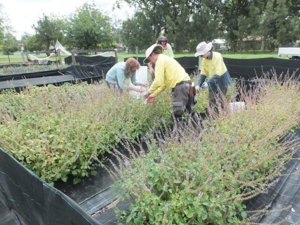 A new era in grassland and grassy woodland restoration Greening