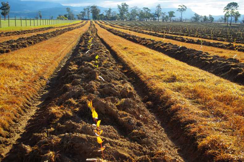 Is local seed always best? Greening Australia Greening Australia