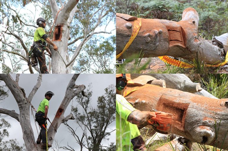 Artificial hollows for habitat in the Southern Highlands Greening