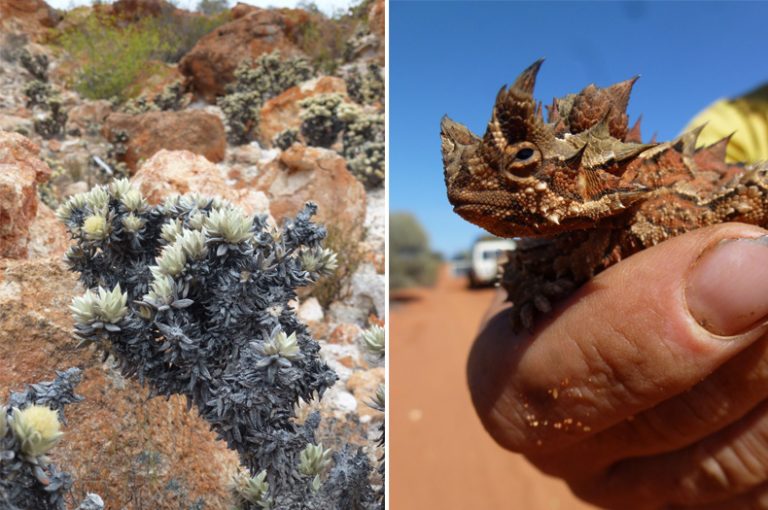 Small Dunnarts, giant discoveries in the Great Victoria Desert
