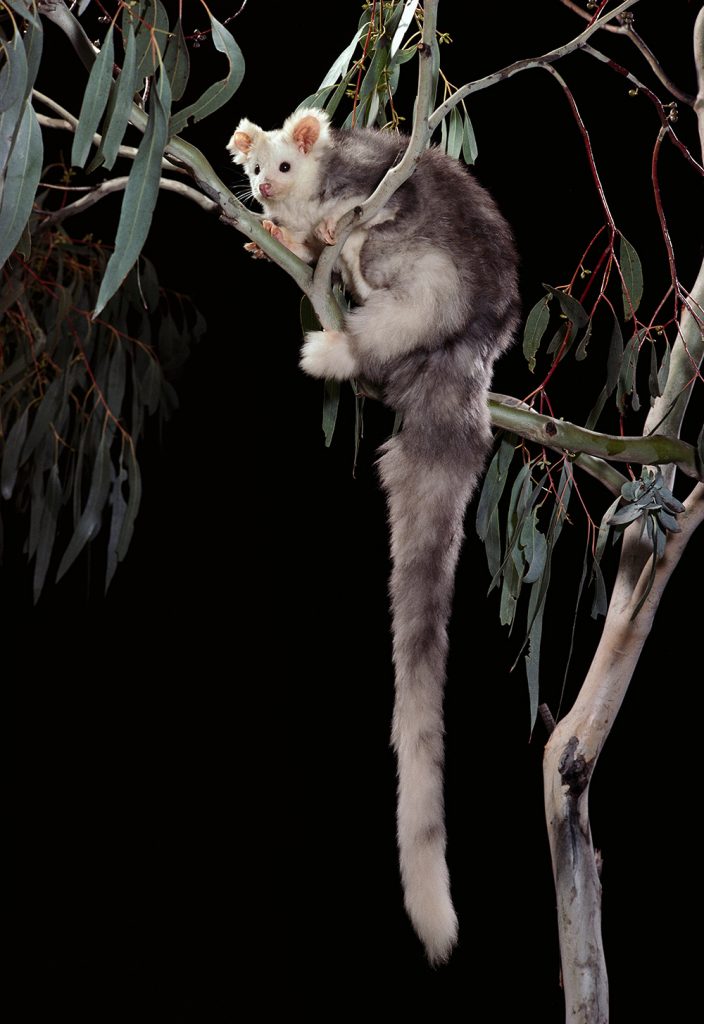 GreaterGlider_entire Greening Australia Greening Australia