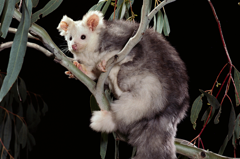 Greater Glider project takes off in Gippsland’s Strzelecki Ranges
