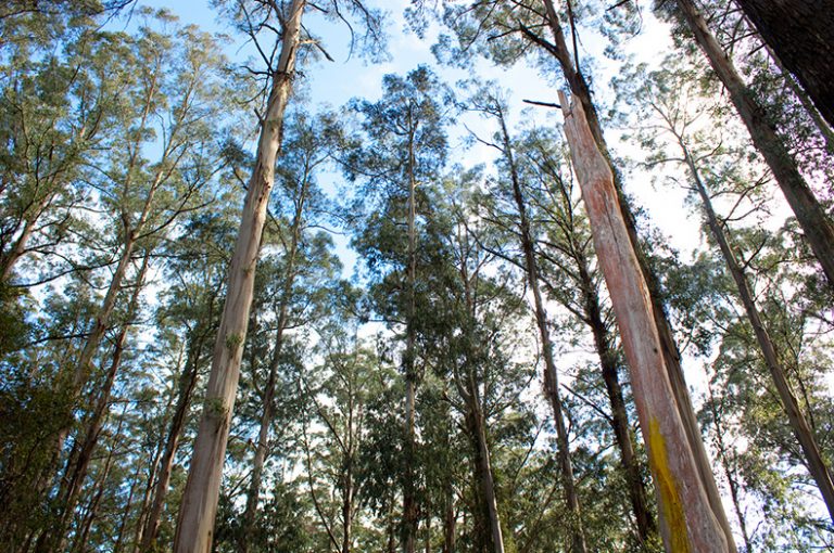 Greater Glider project takes off in Gippsland’s Strzelecki Ranges Greening Australia