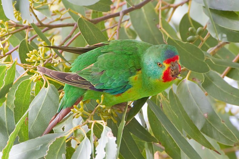 Reconnecting Budj Bim from the air - Greening Australia - Greening ...