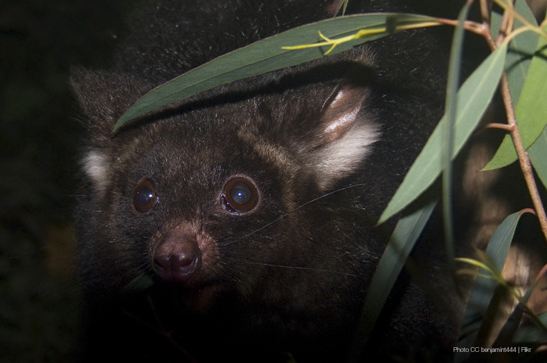 greaterglidertour Greening Australia Greening Australia