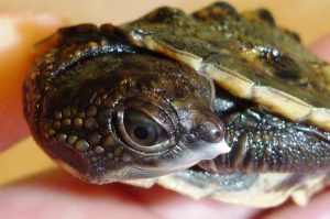 An endangered White-Throated Turtle hatchling.