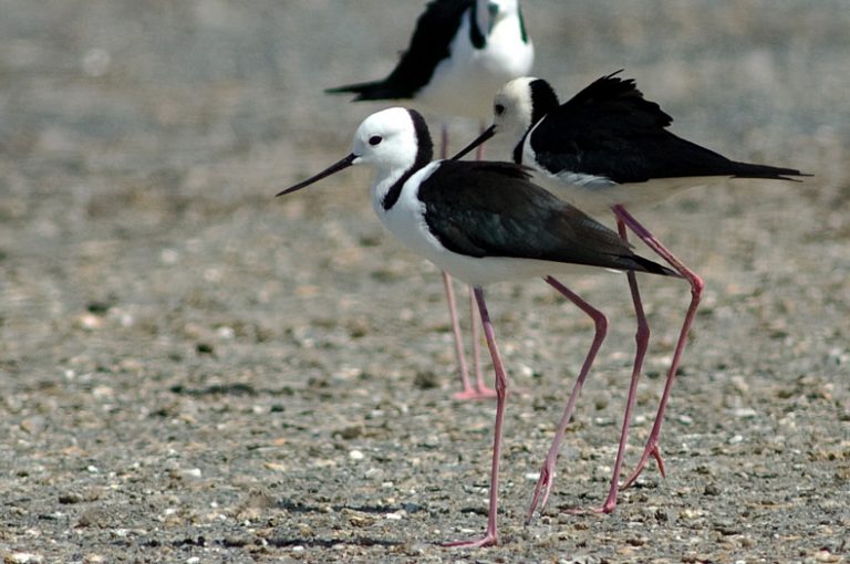 BandedStilts Greening Australia Greening Australia
