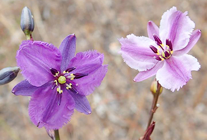 Chocolate Lily
