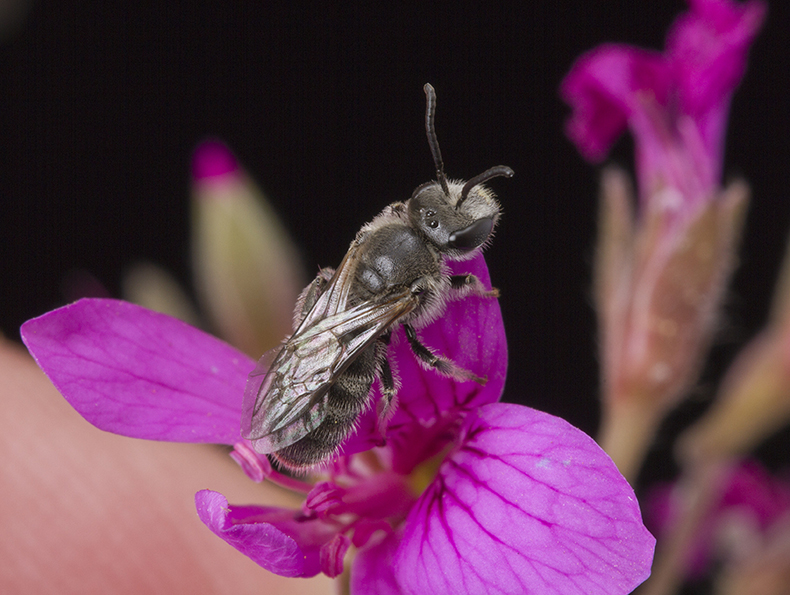 Lasioglossum (Chilalictus) lanarium, Halictine Bee