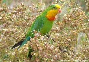 Superb Parrot