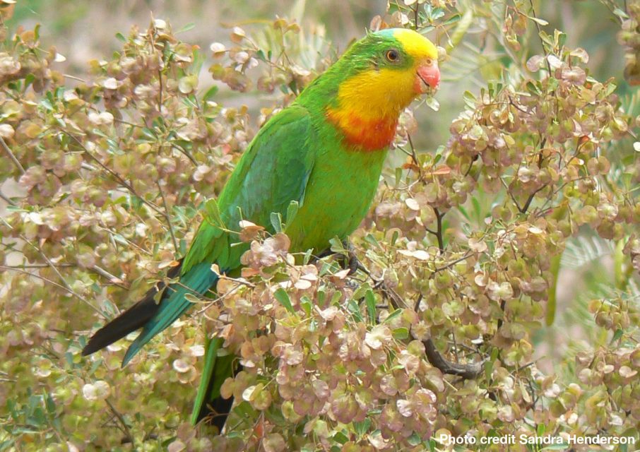 Superb Parrot