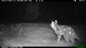 Western Quoll