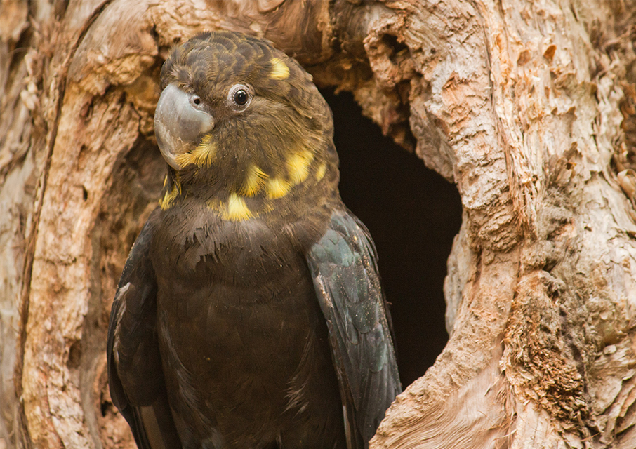 Raising the profile of the Glossy Black-Cockatoo - Greening Australia -  Greening Australia