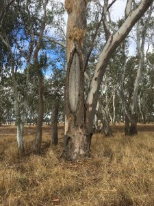 One of the scar trees identified during the cultural survey of Bank Australia Conservation Reserve