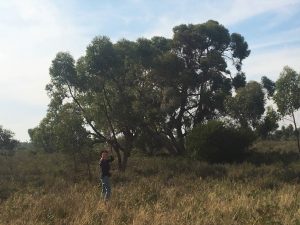 Greening Australia Senior Ecologist Jess Gardner