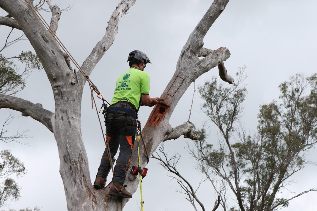 Success! Artificial hollows provide homes for animals in the Southern