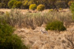 A lamb walking among native vegetation