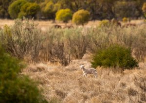 A lamb walking through native vegetation