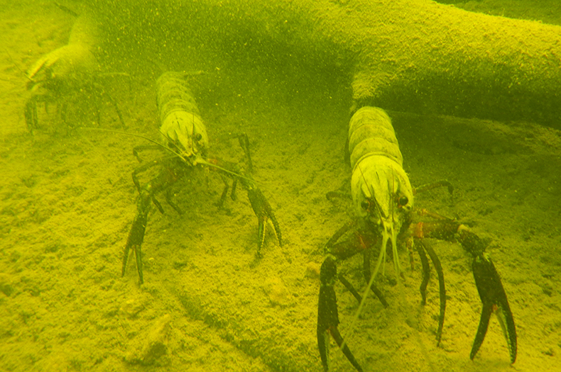 Marron underwater beside sunken logs