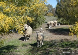 Ewes and lambs among wattles