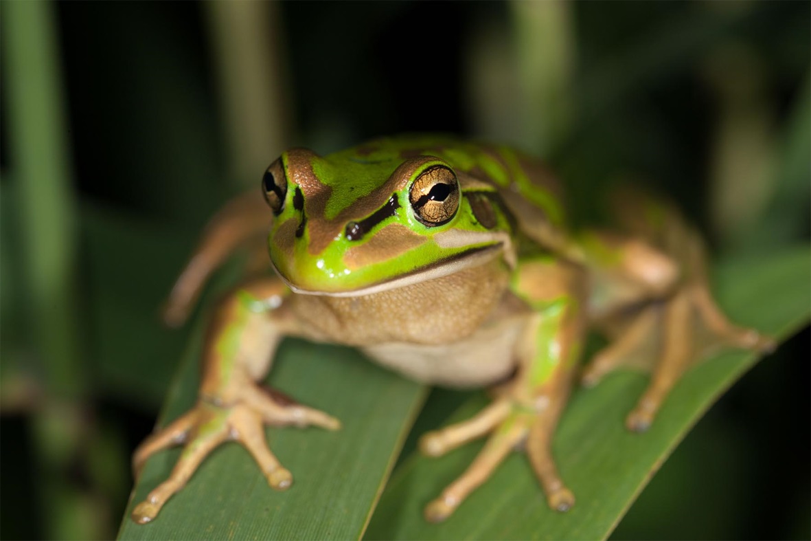 Green and Golden Bell Frog