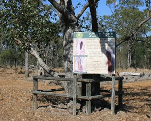 Scar Tree