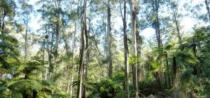 Mountain ash in the Dandenong Ranges, Victoria. Credit Karin Holzknecht.