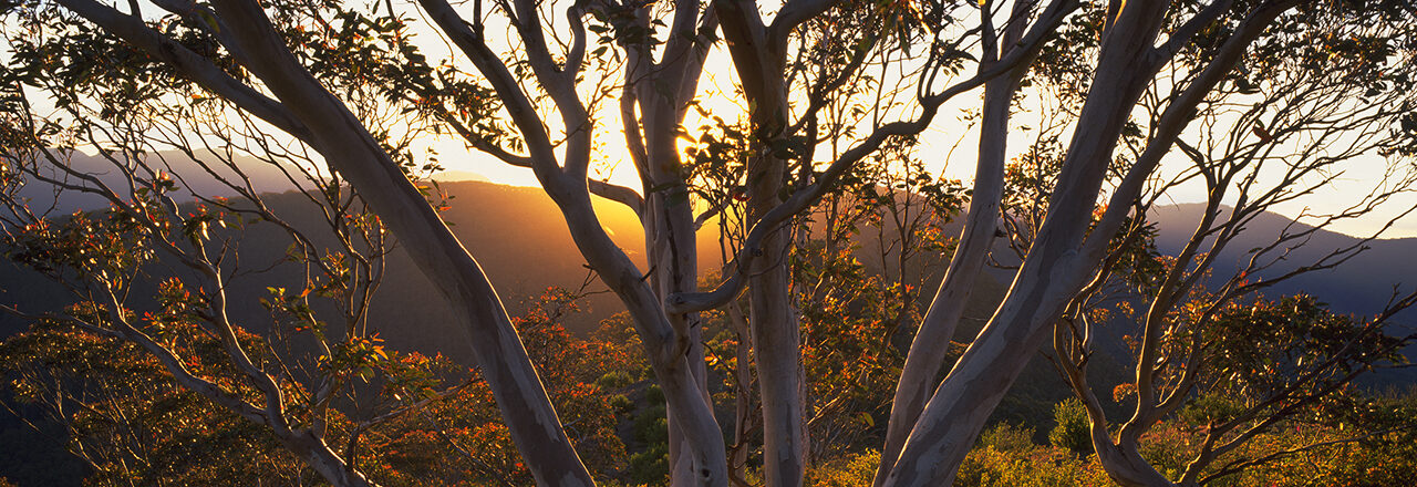 Snow gums in Alpine National Park. Credit Rob Jung.