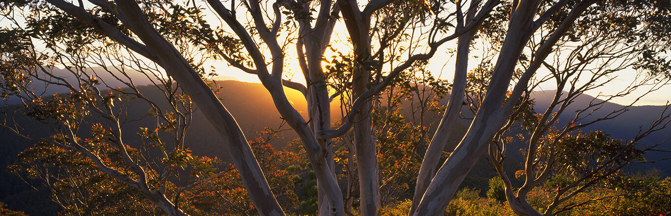 Snow gums in Alpine National Park. Credit Rob Jung.