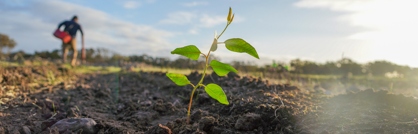Donation banner. A seedling with 5 green leaves emerging from brown soil on a sunny day with blue skies.