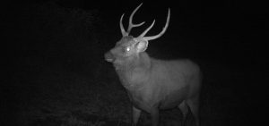 Monitoring feral deer populations. Photo: Federation Training students