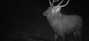 Monitoring feral deer populations. Photo: Federation Training students