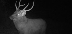 Monitoring feral deer populations. Photo: Federation Training students
