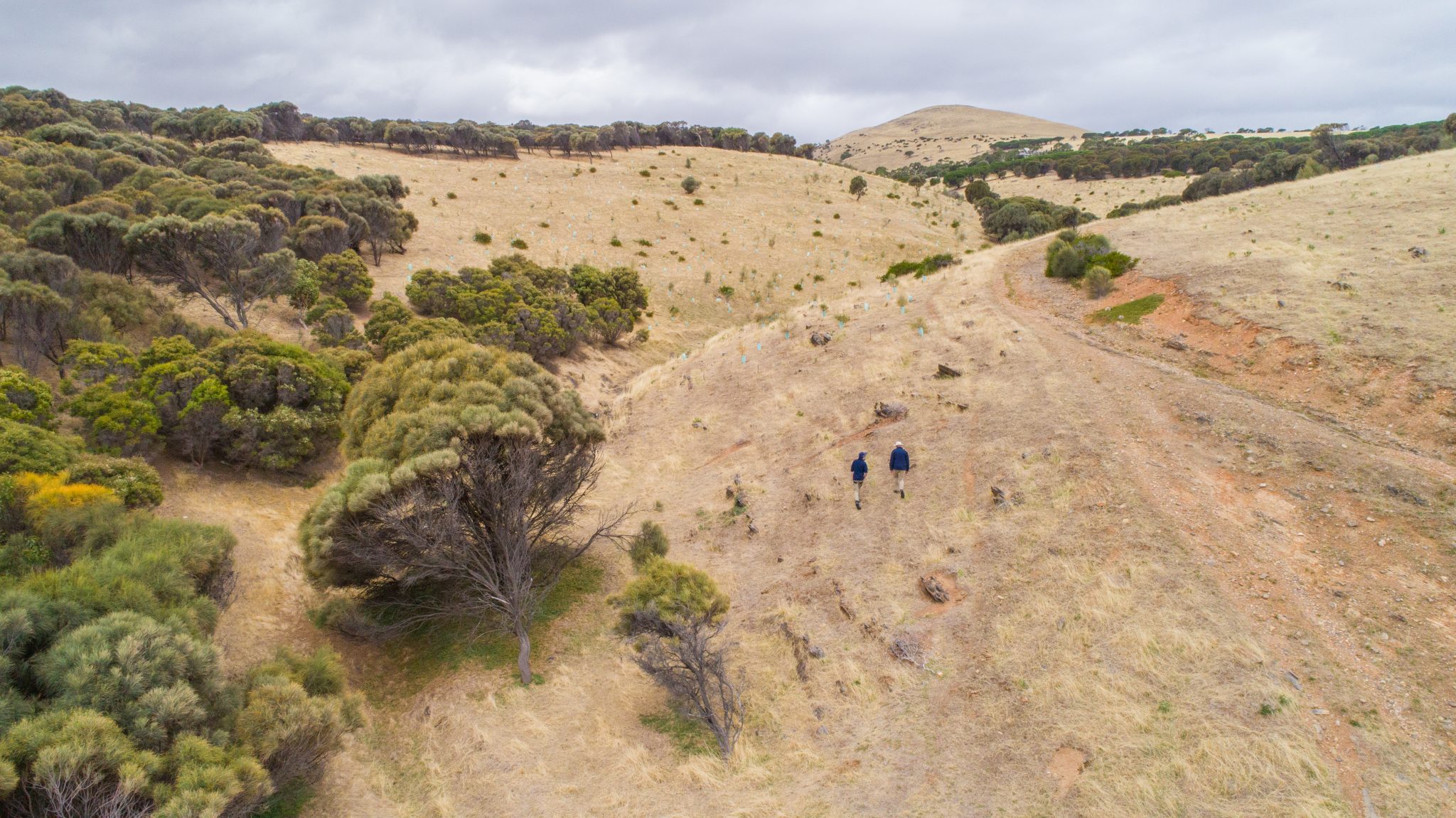 CBRE Greening Australia Greening Australia