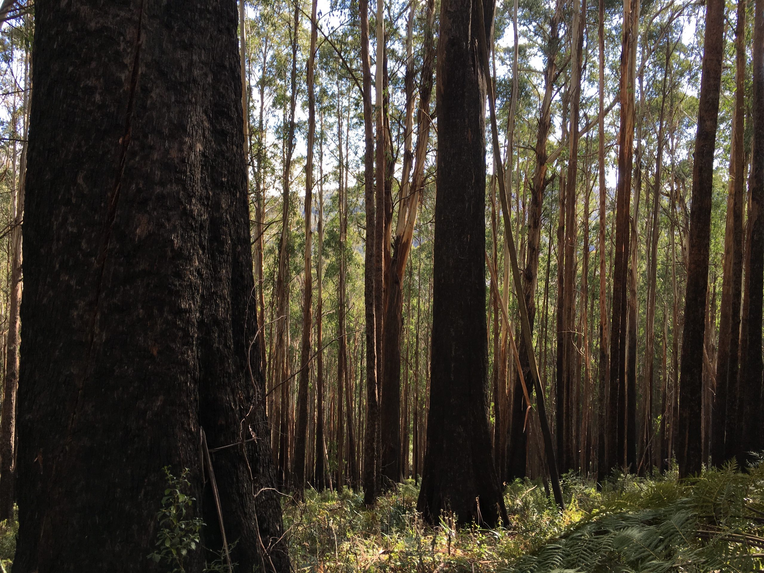 Healthy Alpine Ash Forest in Victoria