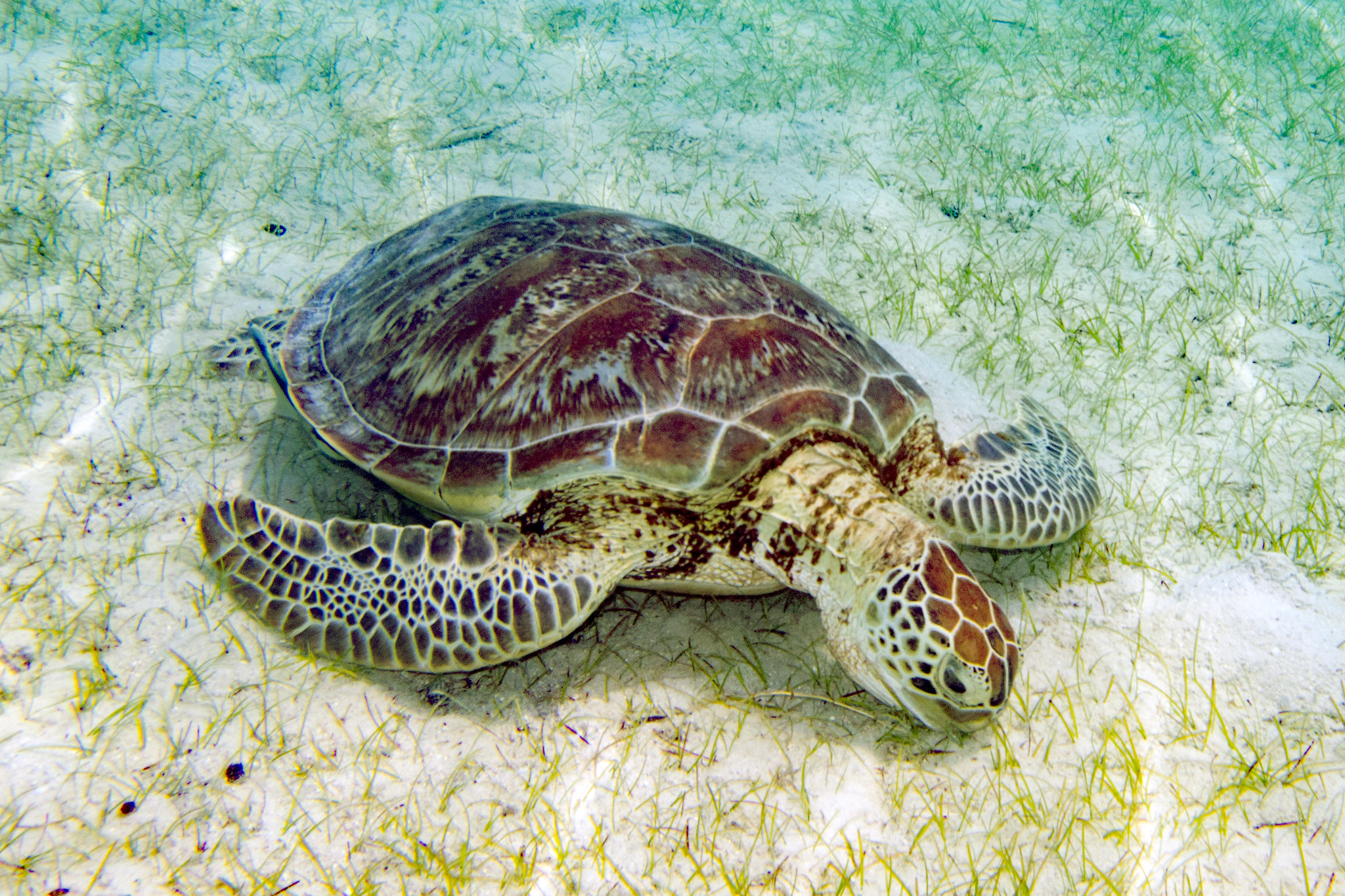 Turtle Species of the Great Barrier Reef - Greening Australia - Greening  Australia