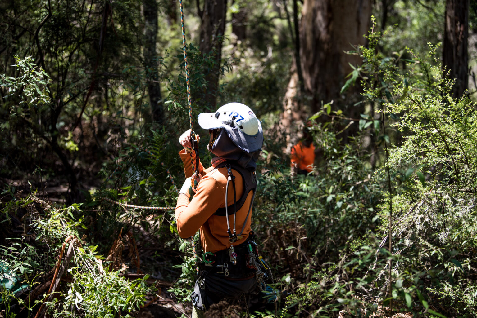 Gliding to Recovery Greening Australia and Landcare work to save endangered Greater Gliders
