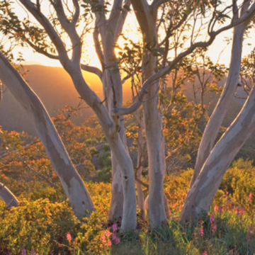 Tree with an orange sunset in the background.